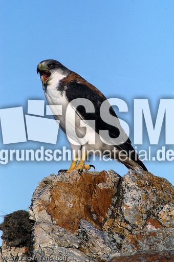 Rotrückenbussard (18 von 19).jpg